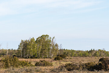 Image showing Birch tree grove in a plain grassland