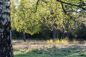 Image showing Branch with new birch leaves in the morning sun