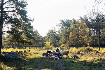 Image showing Sheep on a country road in the morning sun