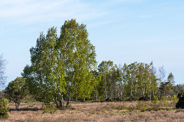 Image showing Birch trees in a great grassland