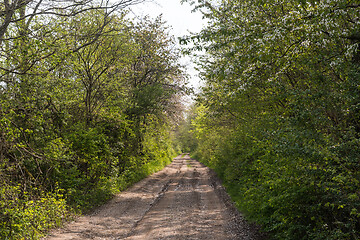 Image showing Dirt road through a lush greenery