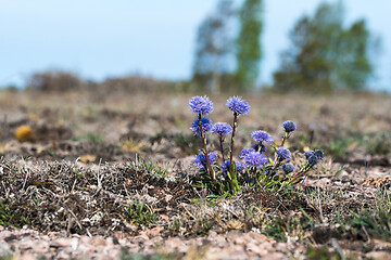 Image showing Blossom plant of  Globularia vulgaris in a barren landscape