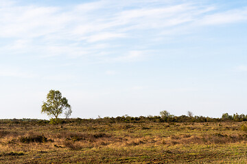 Image showing Lone Birch tree in a great barren landscape