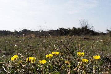 Image showing Hoary Rock-rose in a low angle image