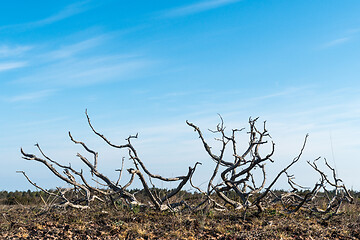 Image showing Juniper skeleton in a barren landscape