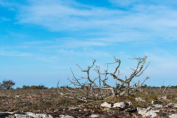 Image showing Dried juniper skeleton in a wide barren grassland