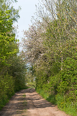 Image showing Country road through a lush greenery