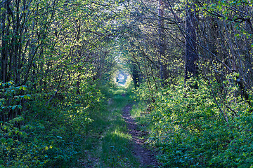 Image showing Pathway through a tunnel of green leaves