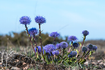 Image showing Indigo colored blossom Globularia vulgaris flower