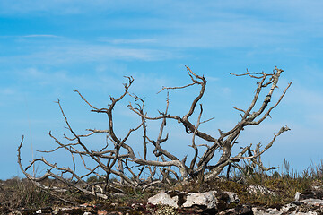 Image showing Dead juniper skeleton by a blue sky