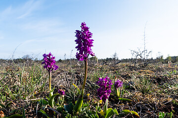 Image showing Blosson Early Purple Orchid in a barren landscape