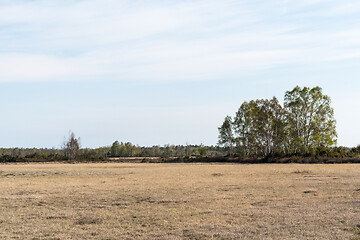 Image showing Birch tree grove in a plain barren grassland