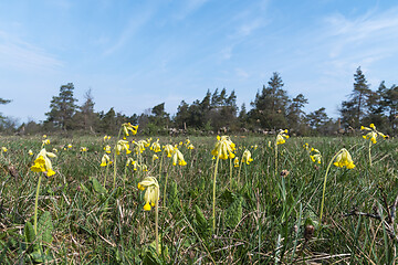 Image showing Blossom Cowslips in a green grassland