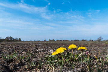 Image showing Group sunlit yellow dandelions