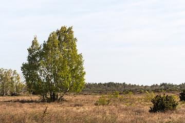 Image showing Birch tree group in a wide open landscape