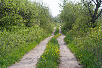 Image showing Dirt road with lush greenery in leafing season