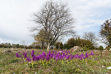 Image showing Early Purple Orchids in a beautiful landscape