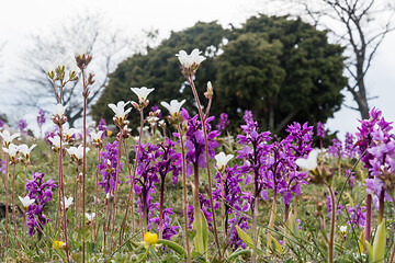 Image showing Beautiful spring flowers close up