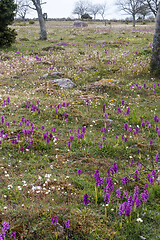 Image showing Field with blossom purple orchids