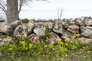 Image showing Colorful blossom flowers by a stonewall