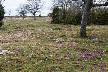 Image showing Colorful landscape with blossom flowers