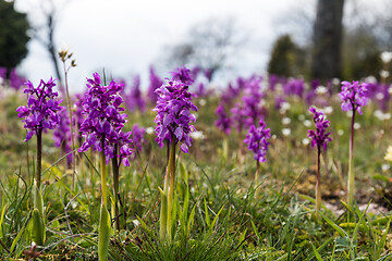 Image showing Purple orchids in a low angle image