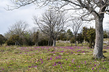 Image showing Landscape with lots of blossom purple orchids