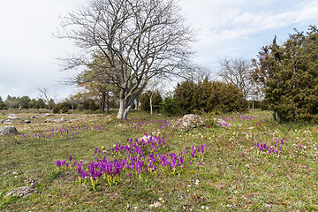 Image showing Blossom purple orchids wildflowers