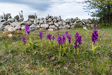Image showing Group with purple orchids by an old stone wall fence
