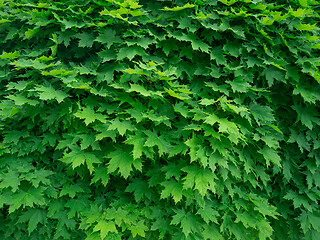 Image showing Dense Maple Foliage as a Background
