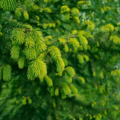 Image showing Fir tree with new bright green needles in springtime