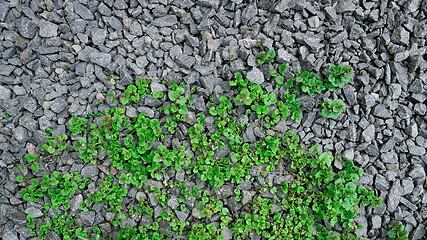 Image showing New Weed Plants Growing Ground Ivy On Rubble Surface in Springti