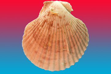 Image showing Shell with blue red Bg.
