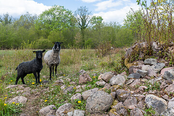 Image showing Curious sheep in a farmland