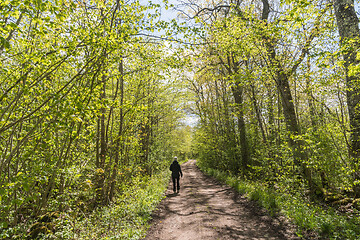 Image showing Walking on a footpath in spring season