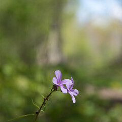 Image showing Coralroot closeup