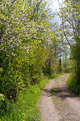 Image showing Country road in spring season