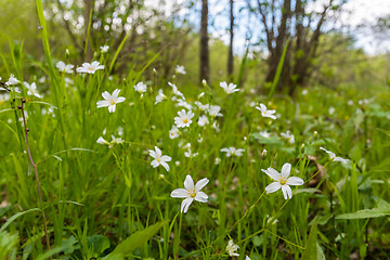 Image showing Beautiful Starwort flowers