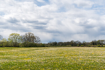 Image showing Big field with Dandelions 