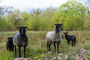 Image showing Curious sheep with lambs