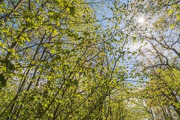 Image showing Bright green branches in spring season