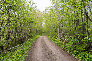 Image showing Country road in leafing season