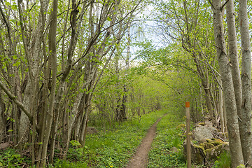 Image showing Marked footpath in leafing season