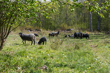 Image showing Herd with sheep in a green meadow