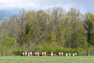 Image showing Colorful bee hives line up