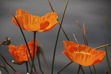 Image showing Red poppy blossoms