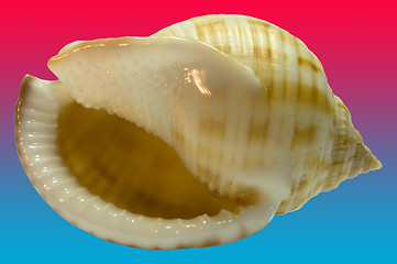 Image showing Shell with blue red Bg.