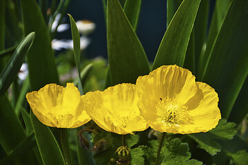 Image showing Yellow poppy blossoms