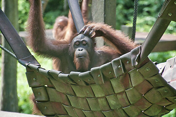 Image showing Borneo-Orang-Utan