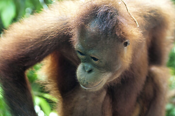 Image showing Borneo-Orang-Utan